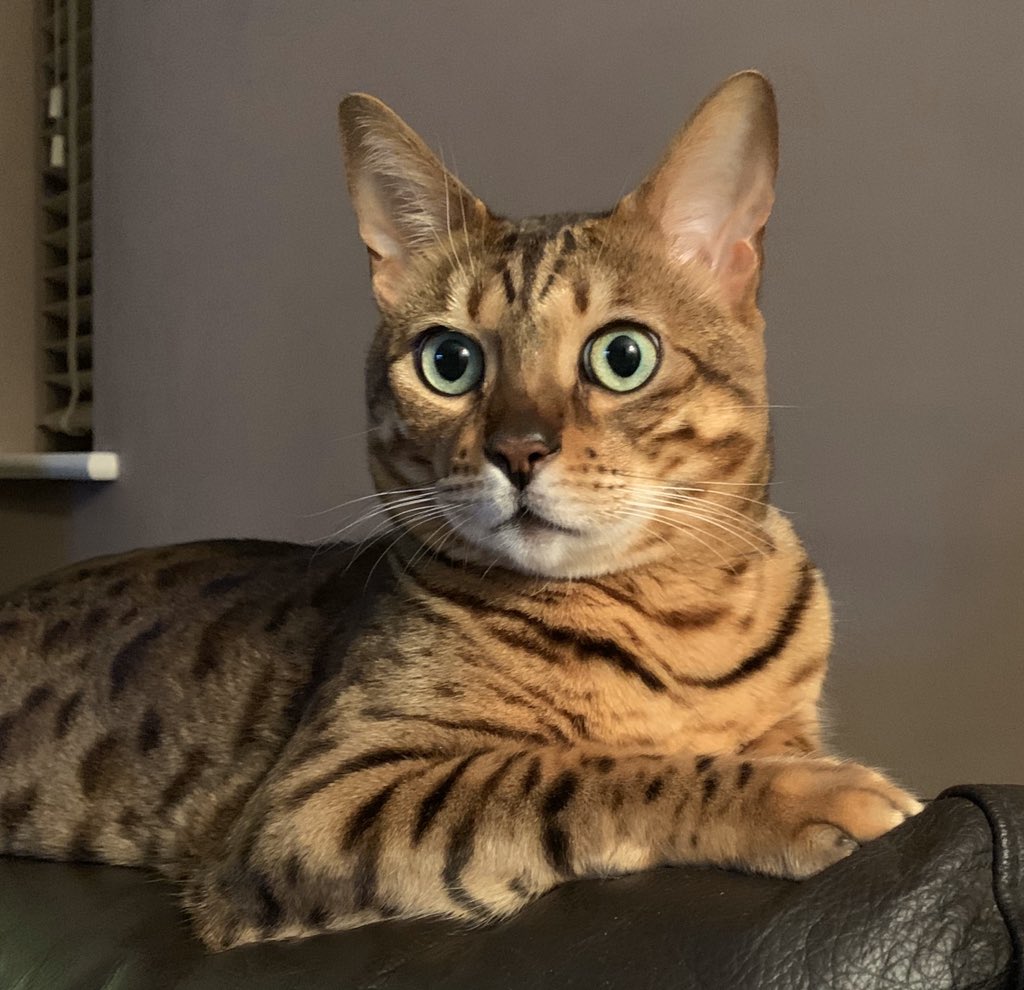 Everyday is #NationalCatDay 😻🧡#JTB