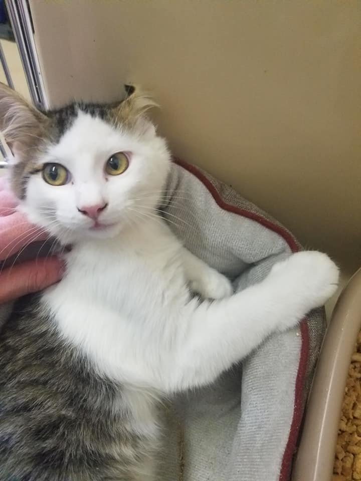 sbmaxeyhouse's tweet photo. Today, Adam and Belynda visited an animal shelter for #NationalCatDay! Every one of these beautiful cats are all available for adoption at Lamar County Humane Association here in Paris. 
Only TWO DAYS until Halloween!!!
#CountdowntoHalloween #MaxeyHouse #SBMH https://t.co/fYnAKaTpci