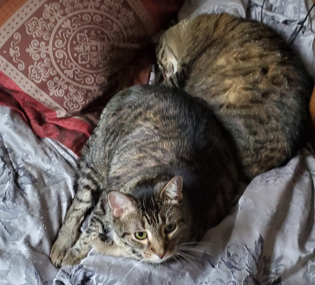 Another__Castle's tweet photo. #NationalCatDay #KingSparky and #MrLinus are taking a beautiful cat nap together. https://t.co/m1sQNAO2vV