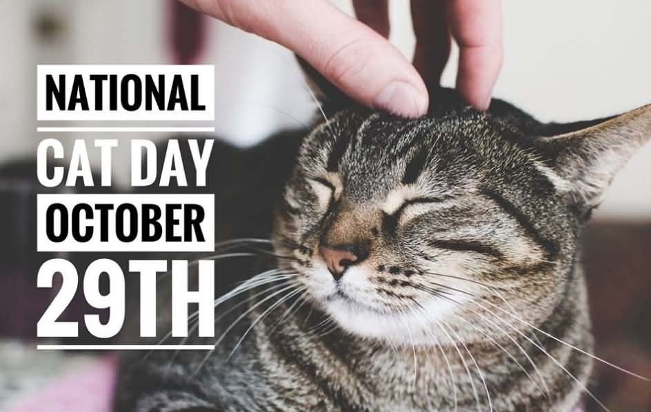 In my world, every day is #NationalCatDay. But in case someone needs a reminder... Happy #NationalCatDay!
bit.ly/2pcytCh