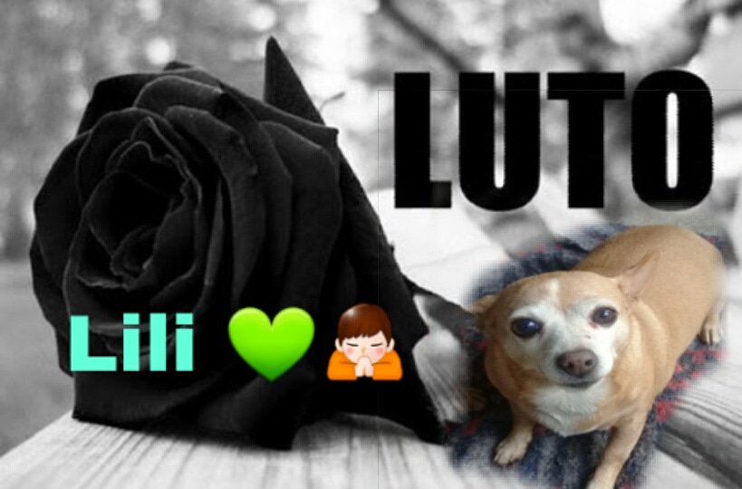 joecaldeira's tweet photo. Uma parada cardiorrespiratória levou minha amiga querida Lili.  💚🐕🐶💚🙏 https://t.co/6kHDtbdXPW
