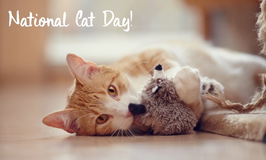 Accdvm's tweet photo. Today is #NationalCatDay! Share a fun fact about your beloved kitten below: https://t.co/RSRWbTxfjh