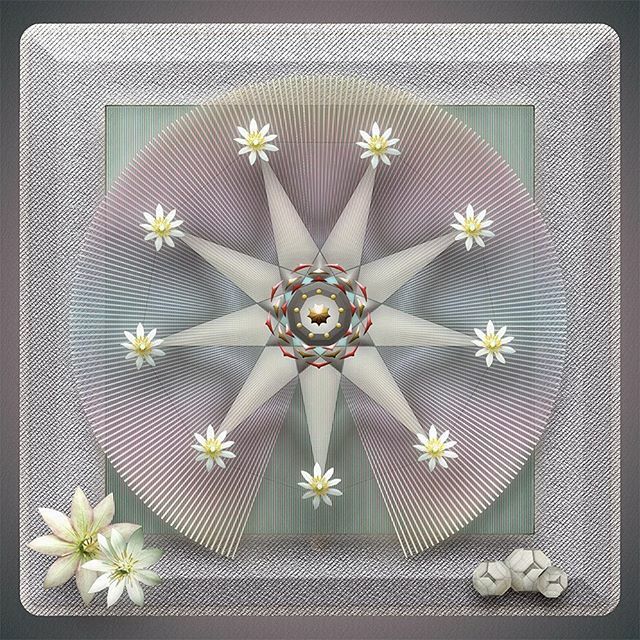 bysance's tweet photo. 9. A very rare number in Nature. So is this tiny Paris-Japonica, a plant that possesses the largest known genome of any living organism. 300-some feet long if it was stretched out end to end. 9 is also a song in the Beatles - White - album. Is there a co⦠https://t.co/liA85xqGgh https://t.co/GOxOlpE5vv