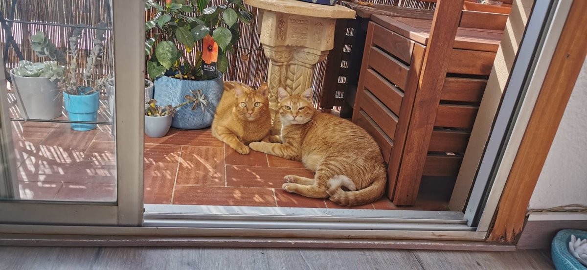 cat_patch's tweet image. Meet my friends - brothers from Barcelona Melvin and Tristan. :)