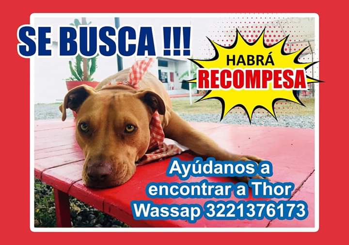 iandalon's tweet photo. Thor el perrito que saluda a todos los bailarines en Plataforma 322 está perdido.
Se perdió por La Colonia Versalles de Puerto #Vallarta.
Thor the dog that greets all the dancers at Plataforma 322 Is lost. He got lost around Versalles neighborhood in #PuertoVallarta https://t.co/99i6hNT4Bz