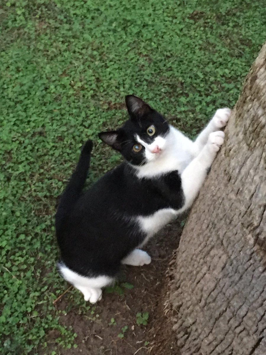 cat_patch's tweet image. Street cats of Turkey, Kemer.