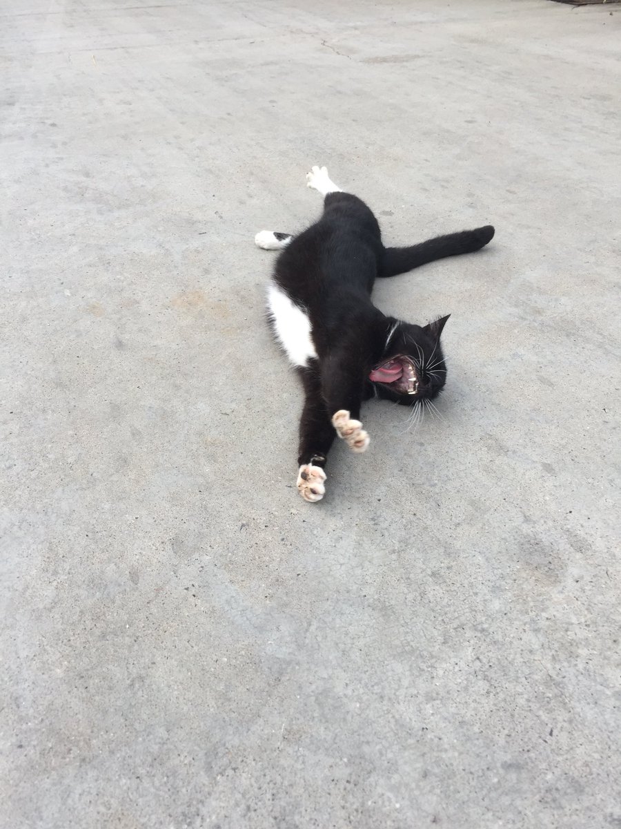 cat_patch's tweet image. Street cats of Turkey, Kemer.