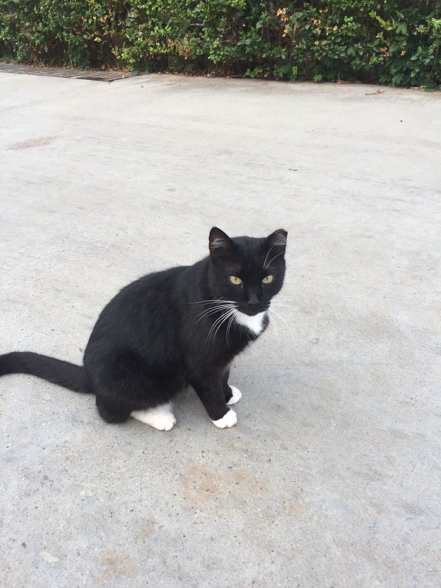 cat_patch's tweet image. Street cats of Turkey, Kemer.