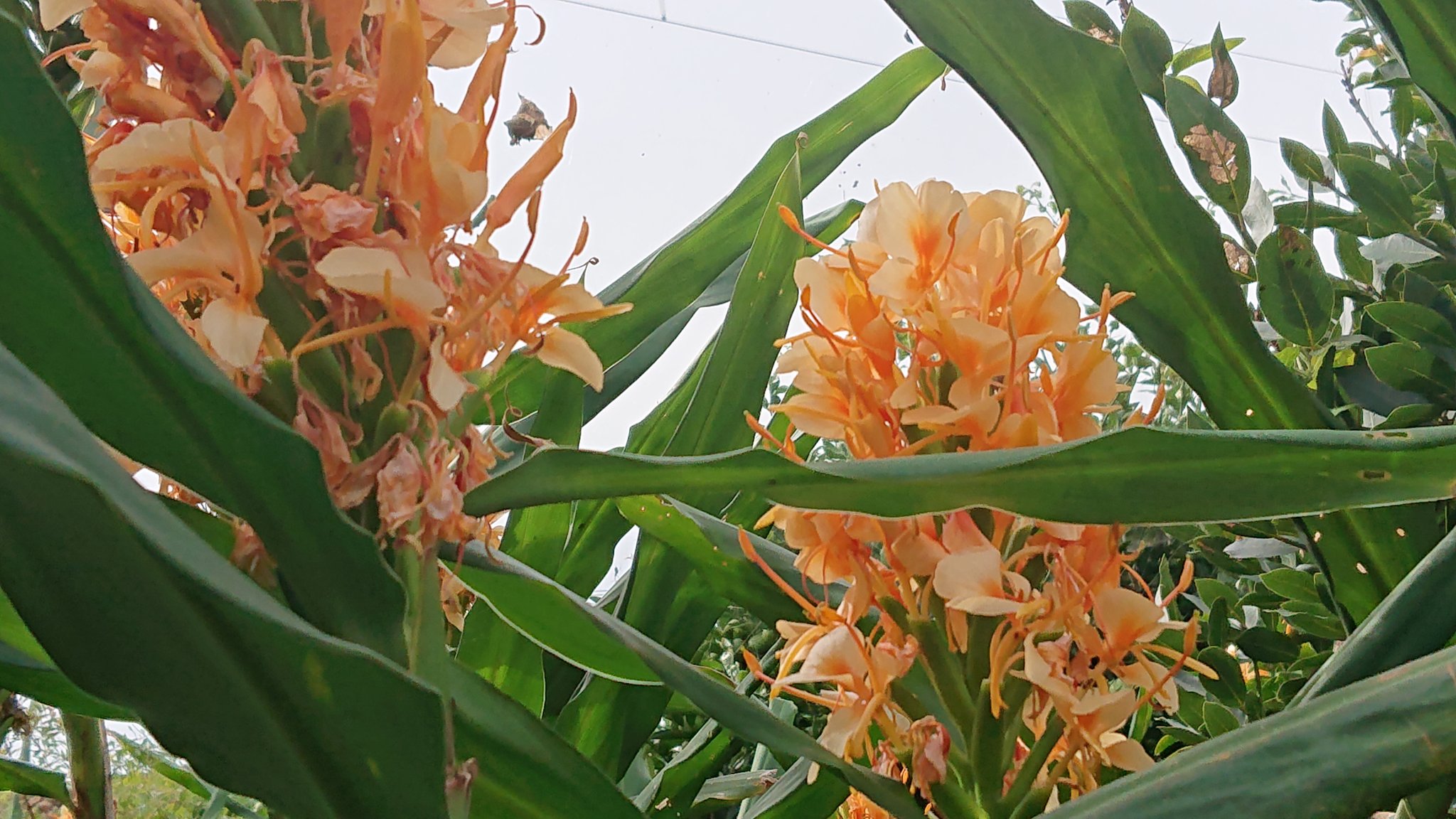 טוויטר Satochan בטוויטר ジンジャーリリー ヘティキウム 科名 ショウガ 熱帯アジア 8 10月 白 オレンジ 赤 黄 ピンク 草丈 80 0センチ 晩夏から 秋にかけて背の高い大きな花で 花径6 8センチ位で 一輪ずつ順番に開花 根はショウガの匂いがするが