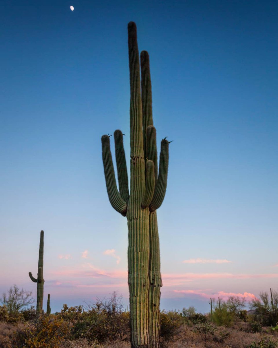 Tonto National Forest, Arizona 

#arizona #publiclands #southwest #earthcapture #tontonationalforest #sunset #landscapephotography #nationalforest #explore #nature #desertlandscape @BLMArizona @TontoForest @azhighways @CanonUSAimaging @NationalForests