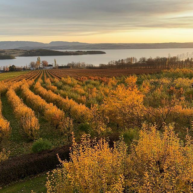 stormstein's tweet image. Høst i hagen :-).
#solbær #plommer #epler #kirsebær #mjøsa #blackcurrant #solbærsesongen2019 ift.tt/2PucUrC
