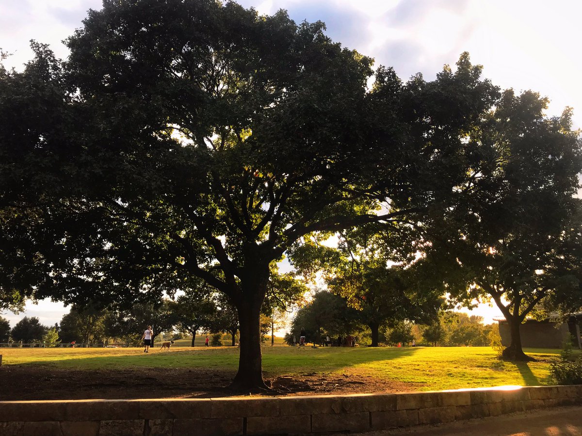 I love the parks & trees in Austin! 🌳#austin #iloveaustin