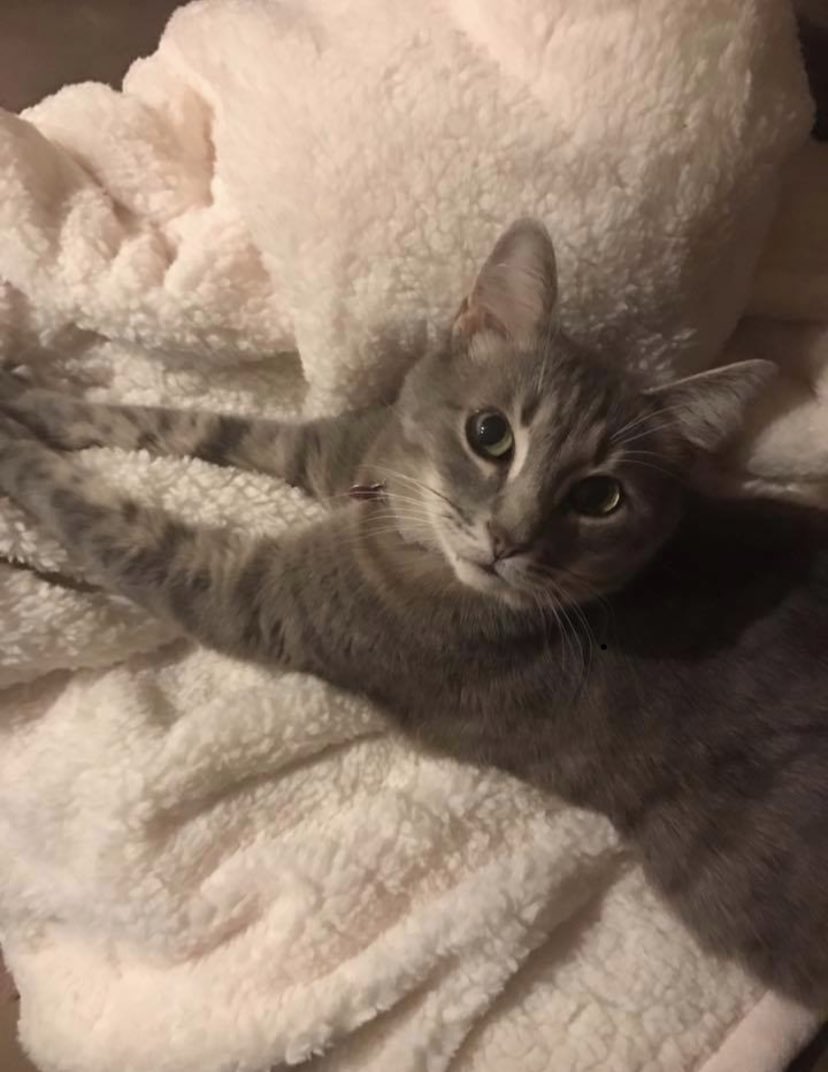 CarolinaAbbie's tweet photo. @SirPurr happy national cat day! Charlotte hopes your day is as relaxing as her’s. #keepPouncing https://t.co/5nAq7LIfAB
