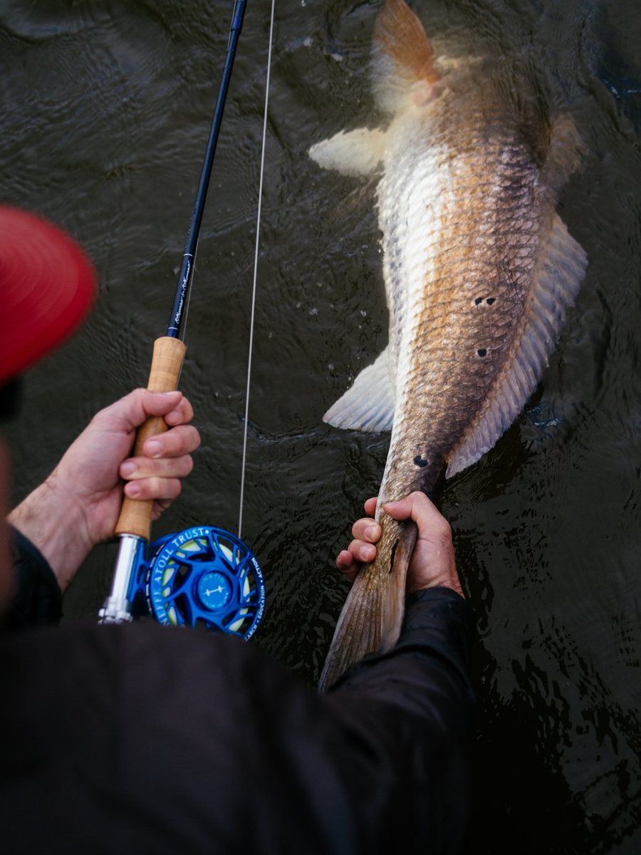 TandTFlyFishing's tweet photo. One of the many reasons we love October.
PC: T&T Creative Pro @arkfilms_dp
#THOMASANDTHOMASFLYRODS #TRYWEO #50YEARSOFEXCELLENCE #ARKFOTO #REDFISH #FLYRODS #FLYFISHINGGEAR #FLYFISHINGADDICT #OCTOBER #SALTWATERFLYFISHING https://t.co/Yimo3iHFMn