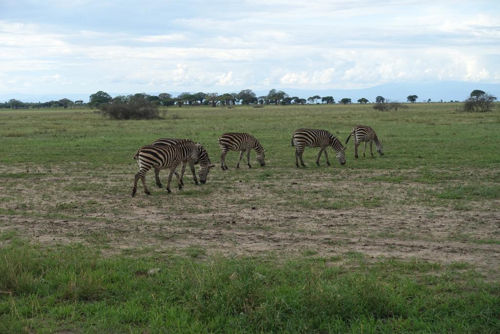 mrjones1975's tweet photo. More photos because I can... Including the biggest troop of elephants I could imagine. #shadowsofafrica https://t.co/gHFBgN64Un