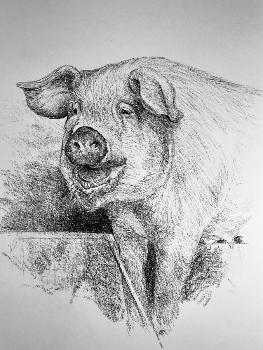 #Day100 #100DrawingsIn100Days for #TheYanaProject #MentalHealth
 My last day today and a visit to @blythburghfreerangepork where I sketched one of their #Sows a very #HappyPig at #Reydon with a muddy nose #Suffolk #Exhibition 30th November #NorfolkShowground
 #Art #Challenge