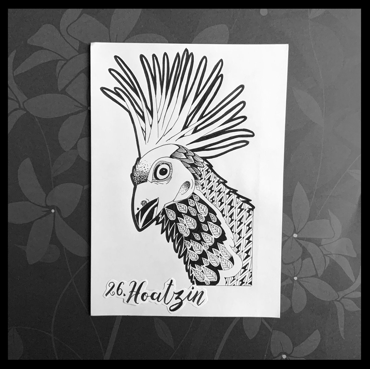 Xunette's tweet photo. Inktober 26. Hoatzin (available for sale 10€ each, 18€ for two, 25 €for three original inktober illustrations). By PayPal only.#amazonanimals #blackworknow #artbyhand #inktober2019day23 #inktober #inktober2019 #october #zentangle #zentangleanimals #izapug2019list https://t.co/BB7HWf4oiS