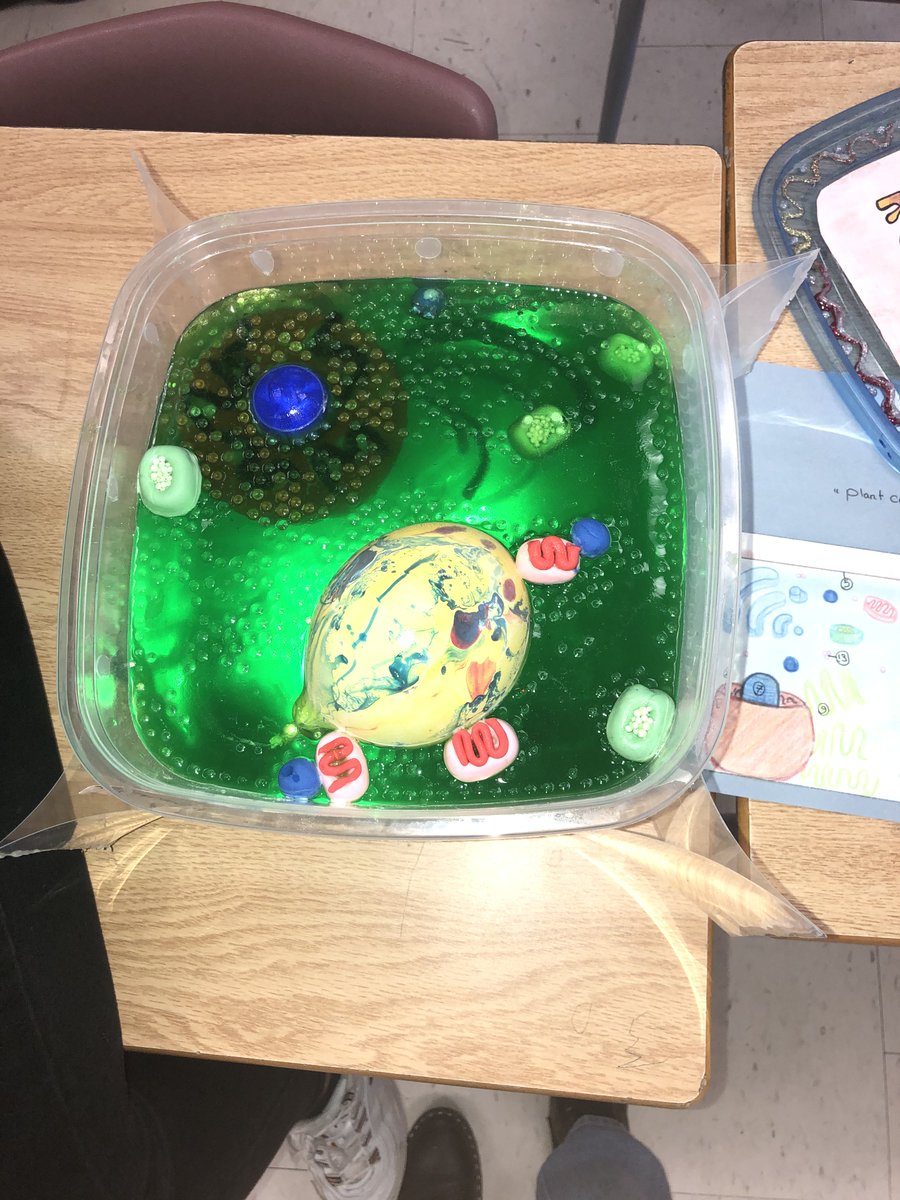 oakridgesps's tweet photo. Learning with our Grade 8s about Plant and Animal Cells! Amazing Creativity and Student Vision @oakridgesps #science https://t.co/X4QkurSgkj