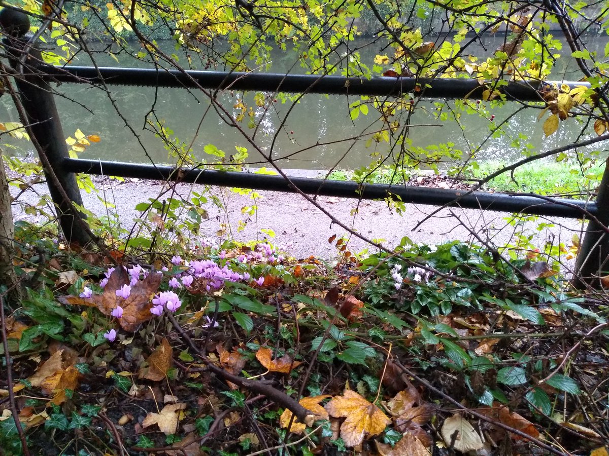 SustransEMids's tweet photo. Autumn colours along the #ncn67 #nutbrook trail this morning @CRTEastMidlands https://t.co/EzwnwBdIhv