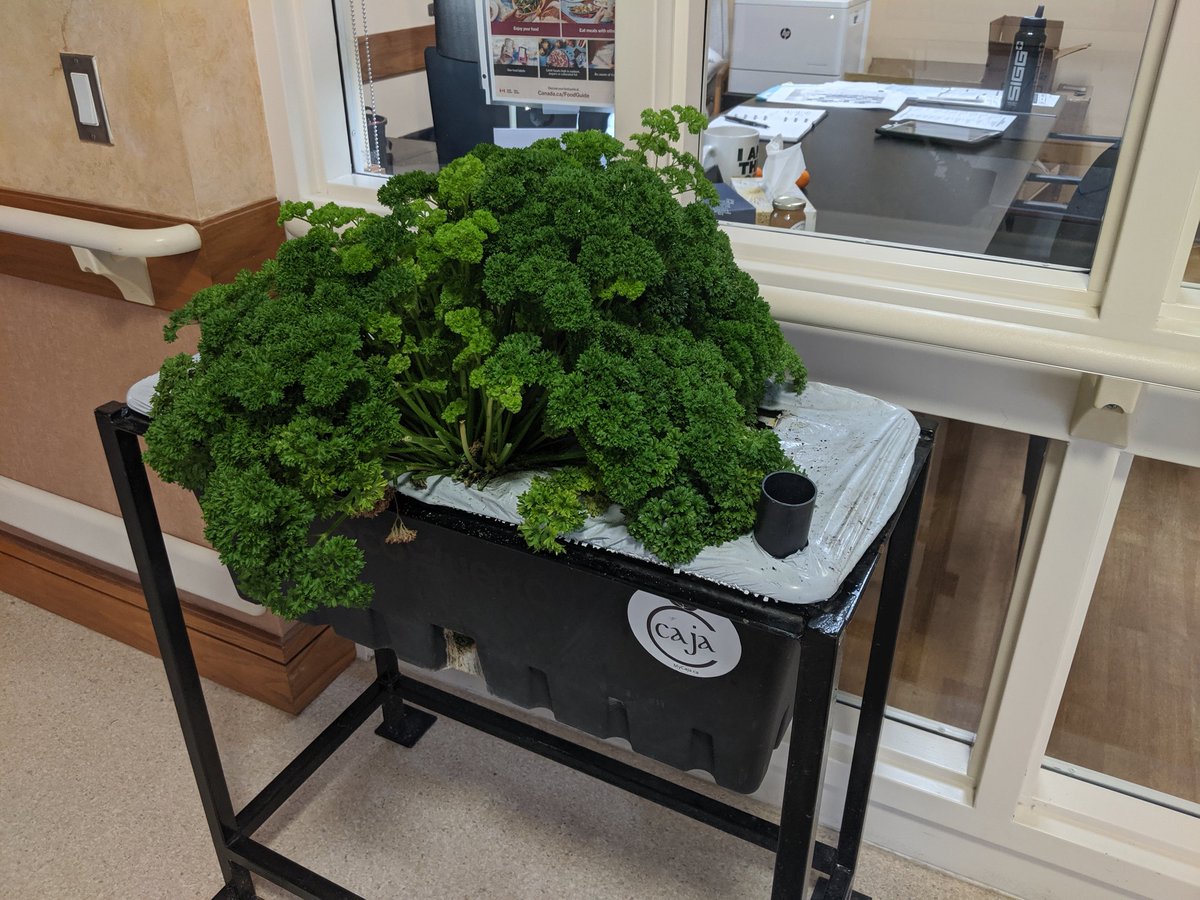 FoodAtGPH's tweet photo. Our gardens may be closed for the season but our parsley has found a new home. @GroveParkHome @NourishLead https://t.co/HXI8KyBPTb