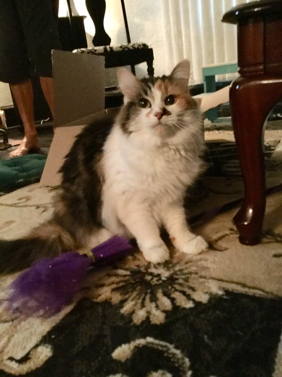 hammers279's tweet photo. Happy #NationalCatDay to my baby Moo 💕😻 https://t.co/FpXLGLn0l3