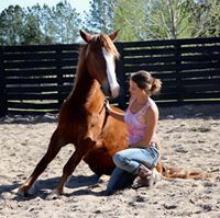 MustangMaddy_'s tweet photo. 🤠🐴 Pollyanna and Chuki's story-

Chuki is a 10 year old mustang. His mom was captured from the wild and he was born in the BLM pens. When he was 3-4 yo he competed in the extreme mustang makeover. His trainer adopted him. I bought him from that train… https://t.co/Q9fwZT6XeL https://t.co/MrGNPszETC
