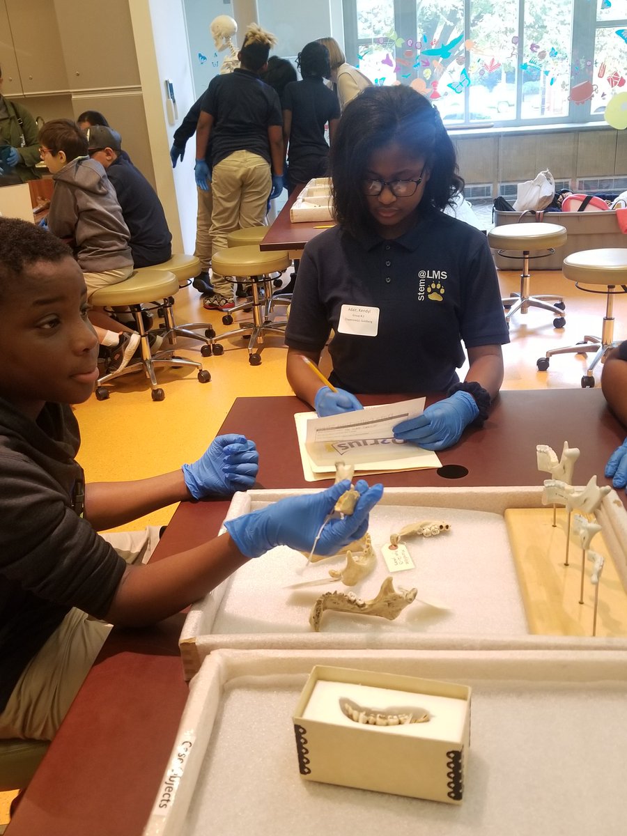 mauro_science's tweet photo. 6th graders at the Natural History Museum participating in the Q?rius program. Using forensic pathology to solve a case! #aacpsawesome #aacpsstem https://t.co/nLjfPBODrA