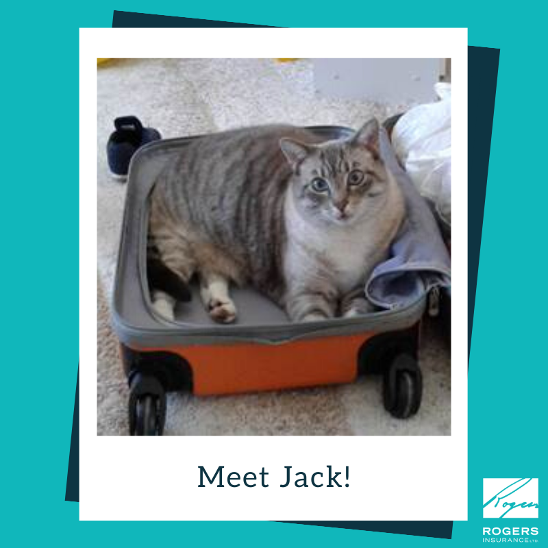 expertbrokers's tweet photo. This is Jack! He'd like to go with owner Tanya Surikova wherever she goes, even if it means packing himself in her suitcase!
It's #NationalCatDay and to celebrate we're introducing the cats of Rogers Insurance. #cats #catsofinstagram #rogersinsurance https://t.co/o7Hglz5p0n