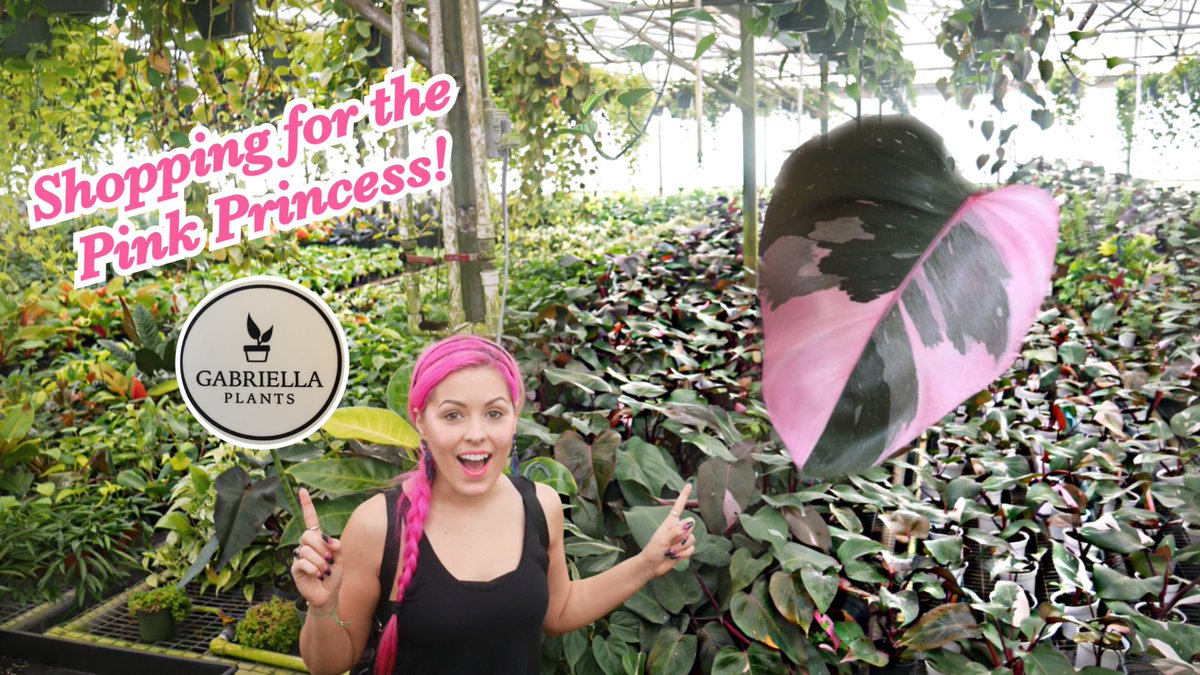 ElviraTaylor's tweet photo. https://t.co/ahUQ6mlh5v 🌿New video! #plant #plants #plantbased #plantober #plantlady #plantmom #shopping #youtube #pinkprincess #philodendron #gabriellaplants #TuesdayThoughts #plantaddict #plantcrazy #tour #orlando #ovideo https://t.co/8V7b3pnB8x