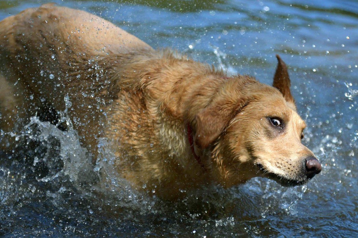 #TOGdogs
Milo loves to be out in all weather and water😁
He would love to see me warm and dry and stylish in a new Togs coa