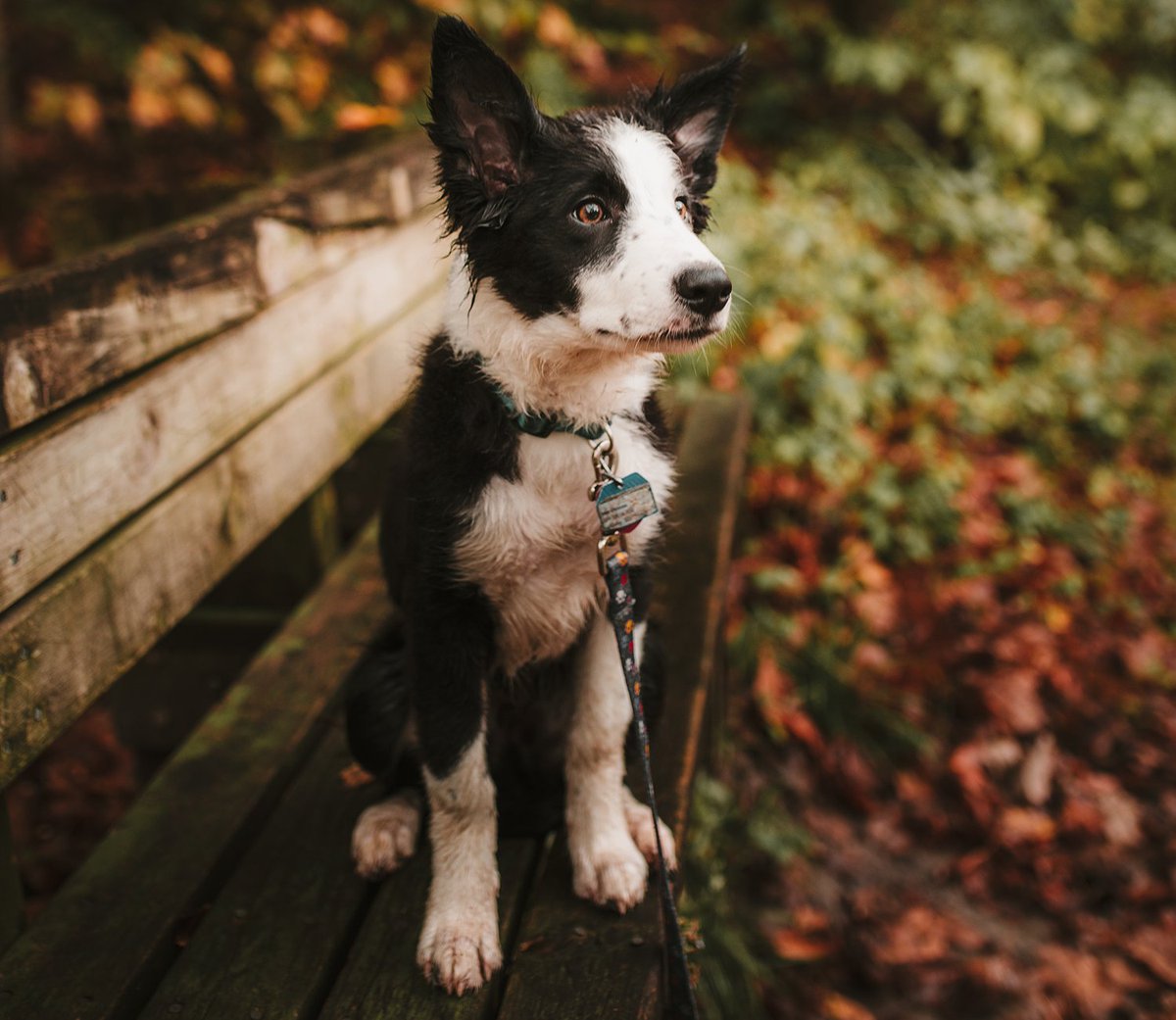 We're back to dark nights and muddy walks! Don't forget that if your dogs need a vegan, natural, ecofriendly and organic dog shampoo, we're the one! k9organics.co.uk