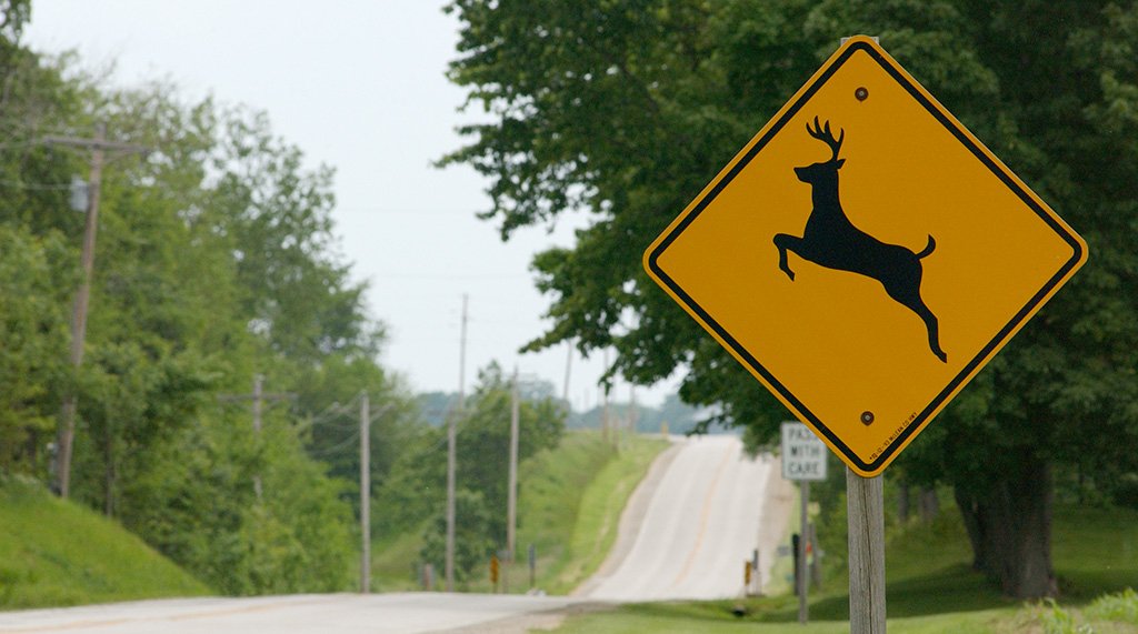 TVStateFarm's tweet image. Deer tend to move around more during the late fall and early winter. As do many other animals. Be on the lookout, especially in the early morning and dusk hours. Learn more here: st8.fm/animals19