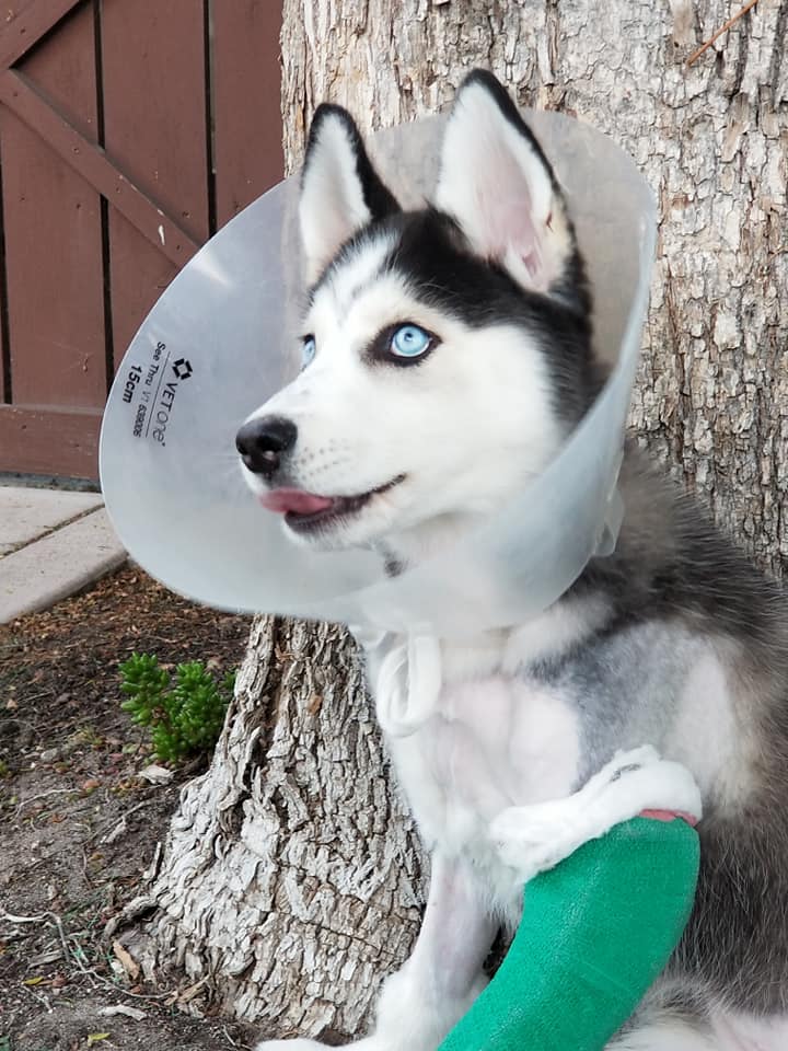 Skye, 4 month old Husky rescued from a shelter, is getting two new bright, shiny casts today.  She's getting around very well, nothing keeps her down!