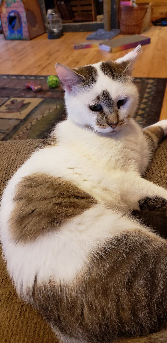 kjkat1272's tweet image. Happy National Cat Day from Patches with the Heart on her side❤ #NationalCatDay #Patches #HeartPatch