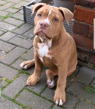 millypod1's tweet photo. @lincspolice @GrimsbyLive @grimsbytownlive @gifhe @TheGPAG @Grimsby_Borough @waterstonesgy @grimsbychanny @GrimsbyAud @TownofGrimsby MARLEE HOME SAFE. THANKS FOR RT's 🙂🐕🐾🍾
#STOLEN #ScanMe @lincspolice
Olde English Bulldog #PUPPY Female (4 MONTHS OLD)
The Willows Estate #Grimsby #Lincolnshire #DN37
https://t.co/gLwDmxXolk… https://t.co/d5ABO2RPWP