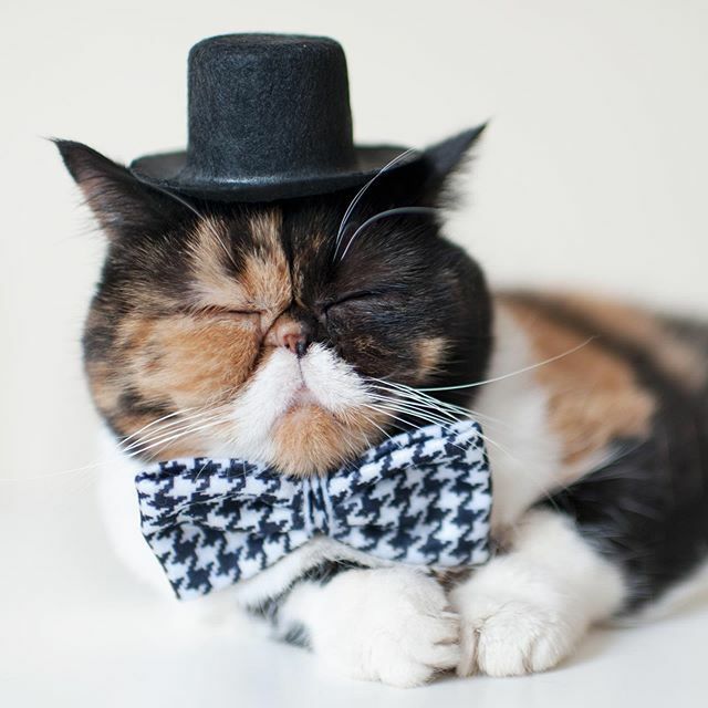 Pudge the Cat tweet media