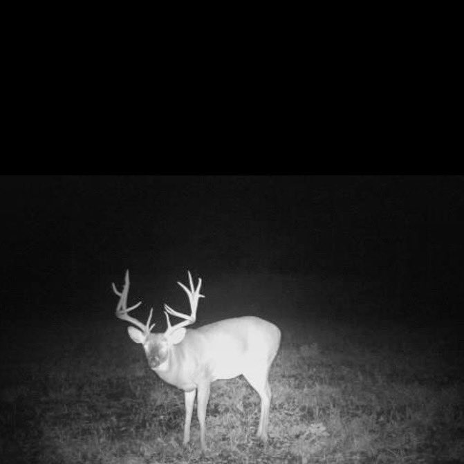CorpsReport's tweet photo. When you see this on your #gamecam this cold weather seems a bit better. #deer #deerseason #bigbuck #hunting https://t.co/k6cj8RLsrw