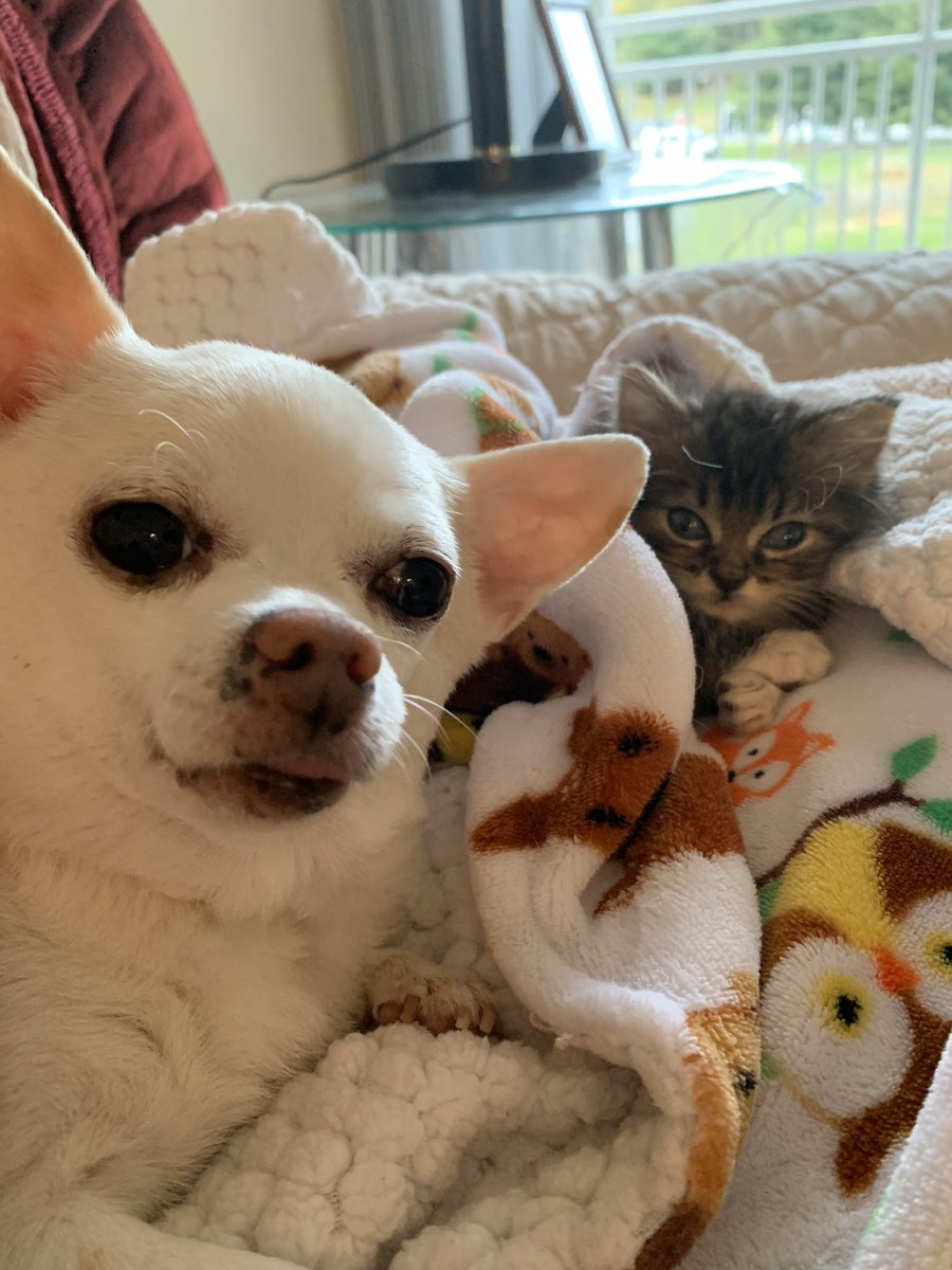 Happy #NationalCatDay to my little guy Garfield who turned one year old 😁😁❤️ we both miss our dog very much!