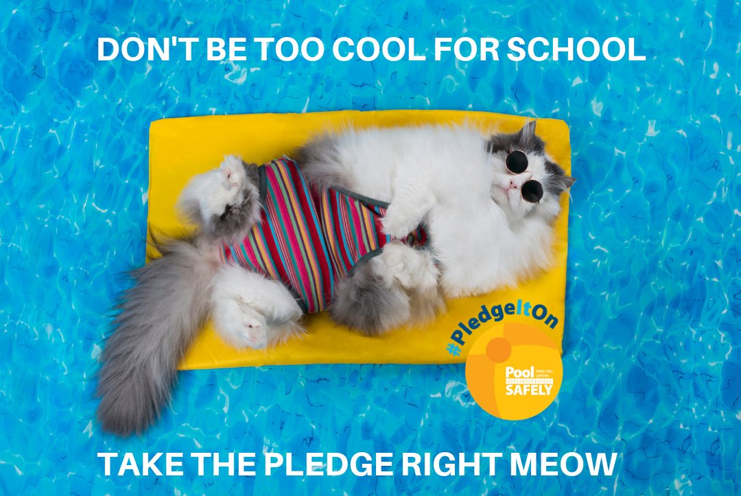 poolsafely's tweet image. It wouldn't be #NationalCatDay without celebrating Francisco, the coolest and safest cat around!😎 Wanna be cool like him? Take the #Pledge today, and don't forget to #PledgeItOn! bit.ly/2IBHMD6
