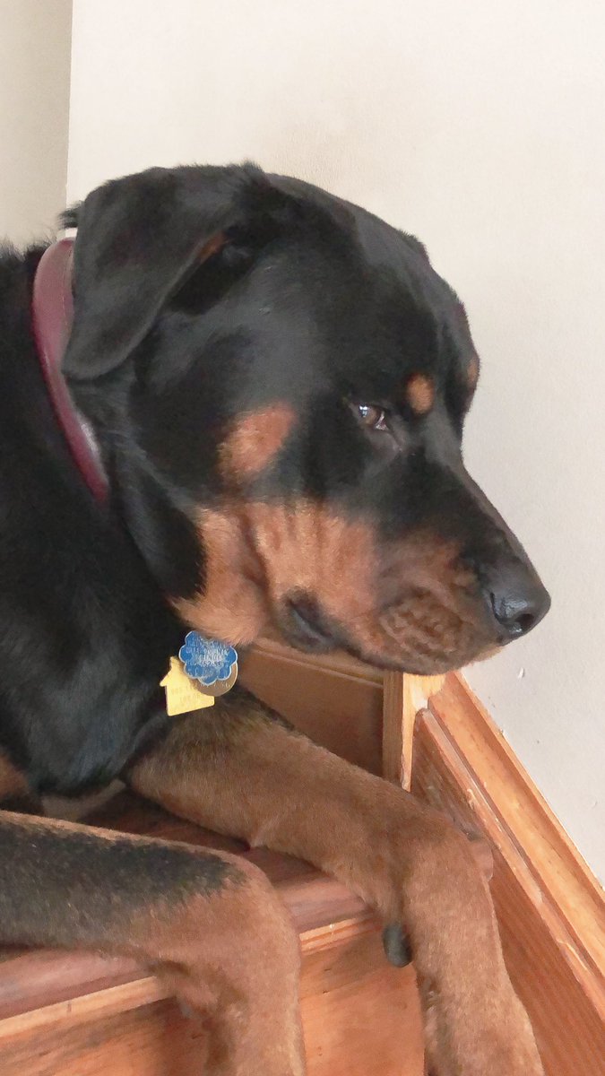 188post's tweet image. hello all. my dog wont let me take pictures