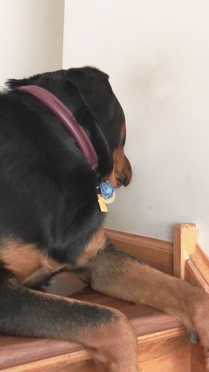 188post's tweet image. hello all. my dog wont let me take pictures