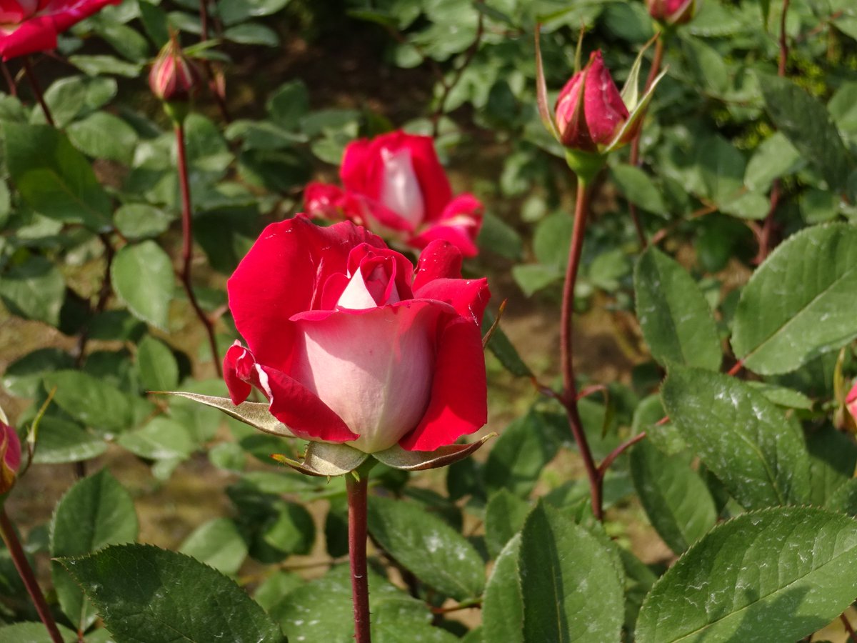 おはようございます。
今日も素敵な一日になりますように～💕💋