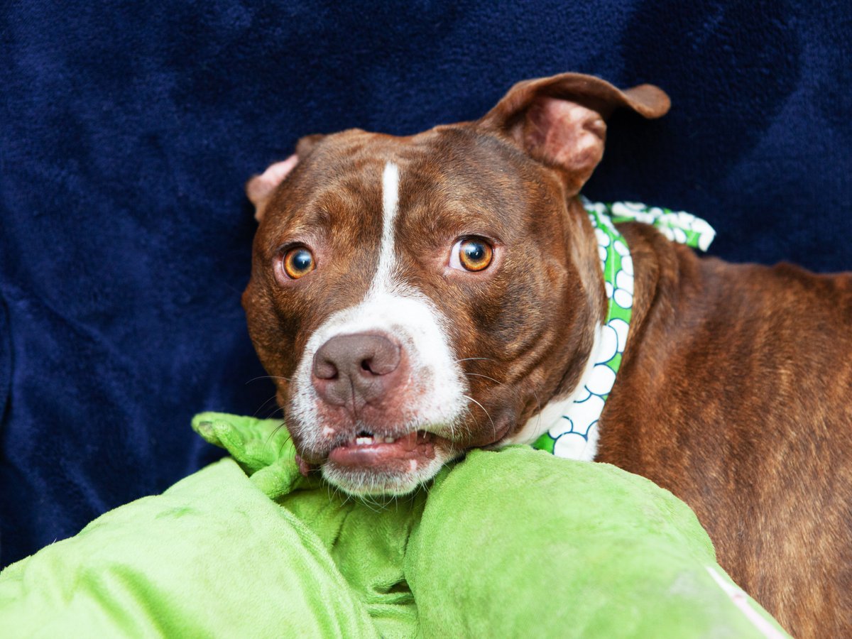 Friends of Lucas County Dogs tweet media