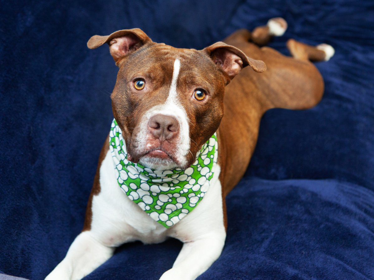 Friends of Lucas County Dogs tweet media