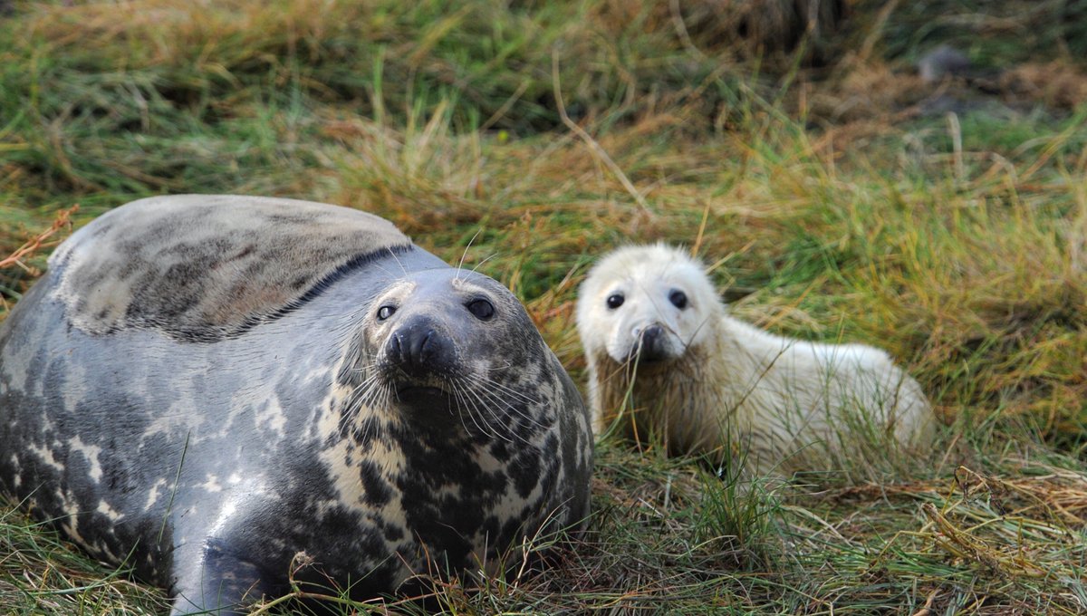National Trust (@nationaltrust) on Twitter photo Hello from <a href="/NTFarneIslands/">The Farne Islands</a>.
Follow one of our rangers on the <a href="/BBCSpringwatch/">BBC Springwatch</a> blog, as his team care for the new grey seal arrivals on the islands: ow.ly/XmvG50wWiMD
#Autumnwatch Hello from <a href="/NTFarneIslands/">The Farne Islands</a>.
Follow one of our rangers on the <a href="/BBCSpringwatch/">BBC Springwatch</a> blog, as his team care for the new grey seal arrivals on the islands: ow.ly/XmvG50wWiMD
#Autumnwatch