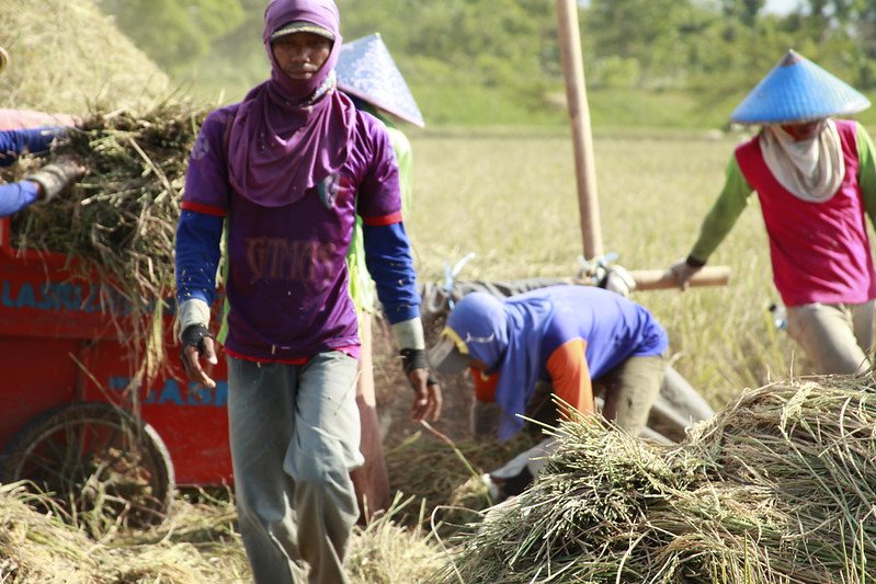 IFPRI's tweet photo. Three new @ADB_HQ @IFPRI reports explore what’s needed to reach #zerohunger and boost #foodsecurity in Asia and the Pacific and in #Indonesia; and the promise of #internetcommerce and #ICT in rural #China https://t.co/BrBi9SVmD2 #RDFS2019 https://t.co/9JF2Nmxe7L