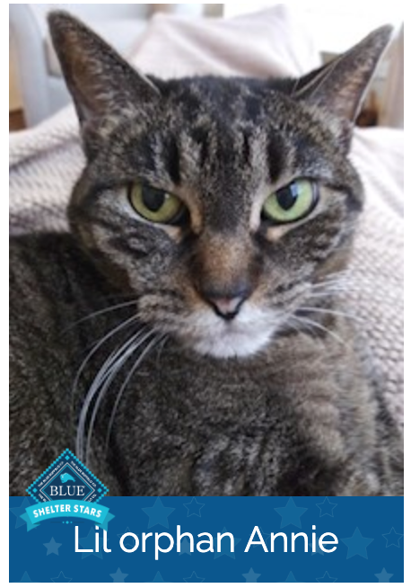 This #NationalCatDay think about bringing home a new friend! Check out our adoption resources on our Shelter Stars page! You can also create a card with your own pet!  bluebuffalo.com/blue-shelter-s…  #adoptdontshop #catrescue #nationalcatday2019