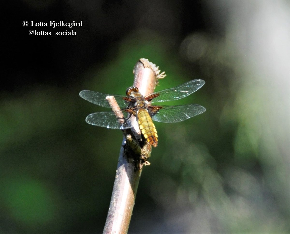 Broad-bodied Chaser sunning itself, sitting on a stick