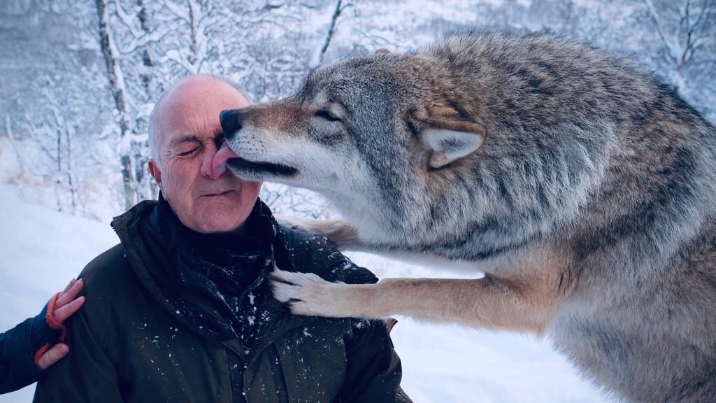 Move over Attenborough !#norway #dancingwithwolves