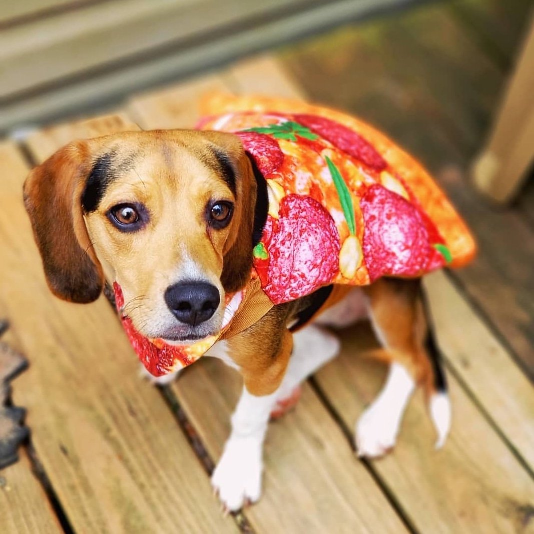 ThatPupZoey's tweet photo. Throwback to my first Halloween🎃
I was the cutest pupperoni pizza🍕🐾
#youwannapizzame #haveasliceday #thatpupzoey #beagle https://t.co/zFuO1hJoIv